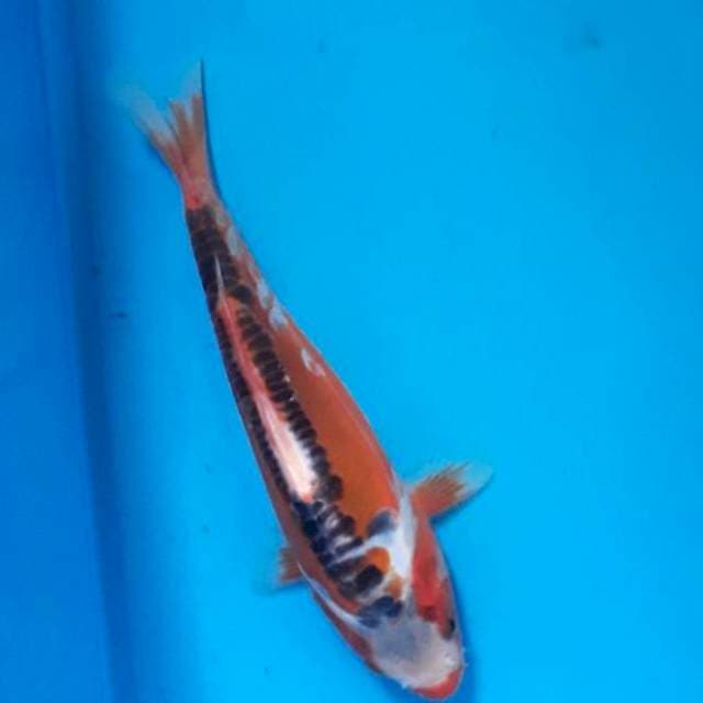 Baby shusui 19cm