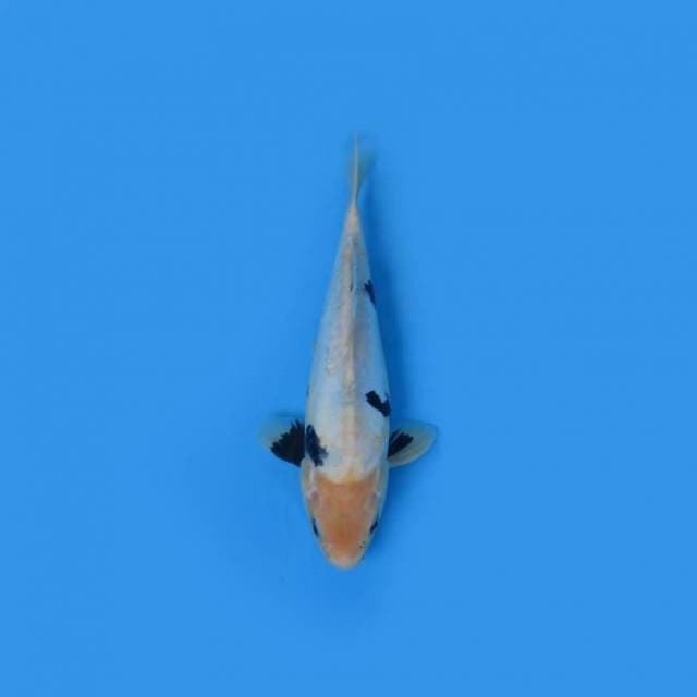 NEAR KOI - 34CM - SHIRO DOITSU