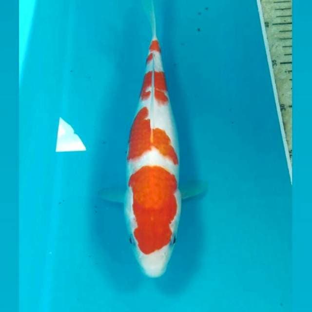 Kohaku, 27 cm