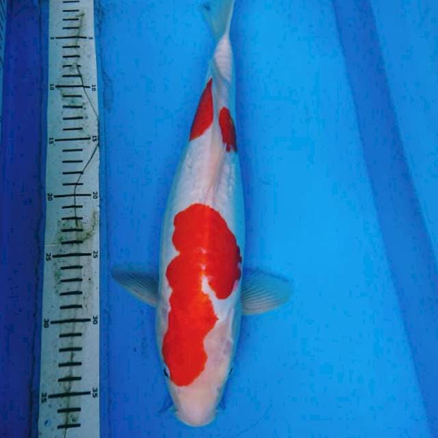 DOITSU KOHAKU PUNUK 37 cm