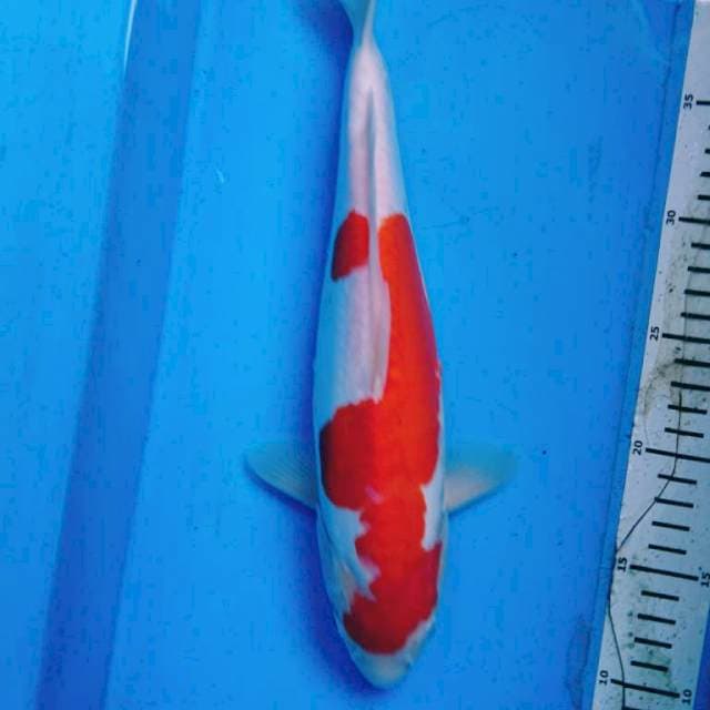 DOITSU KOHAKU 34 cm