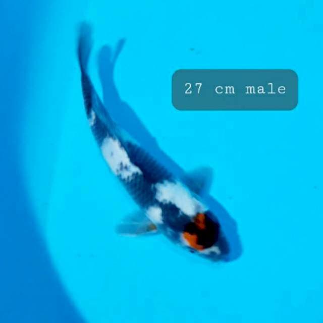 Tancho showa 27cm male