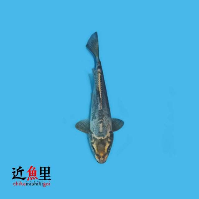 Kikokuryu 23 cm