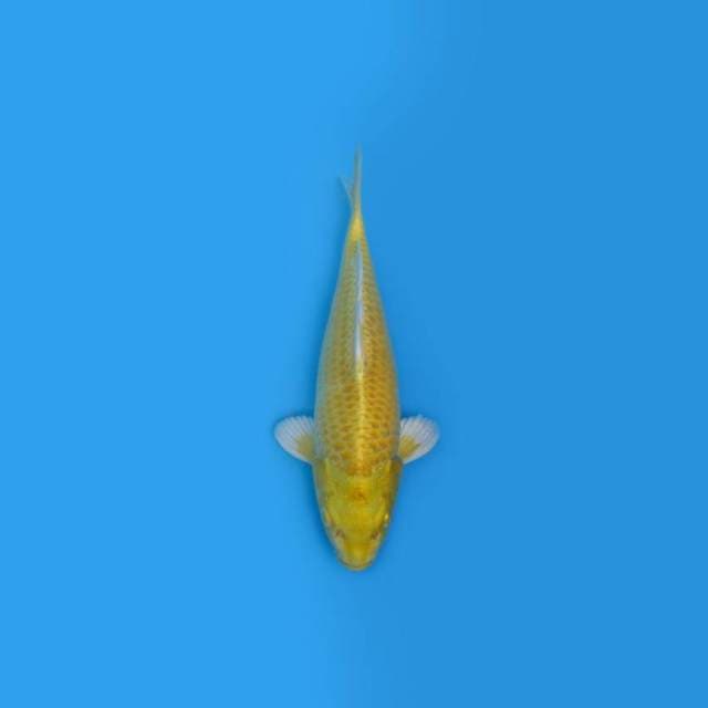 NEAR KOI - 29CM - YAMABUKI OGON