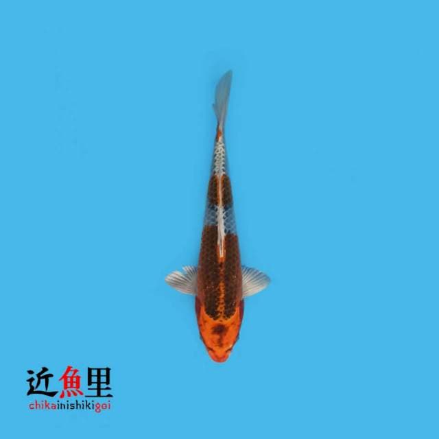Kujaku 22 cm