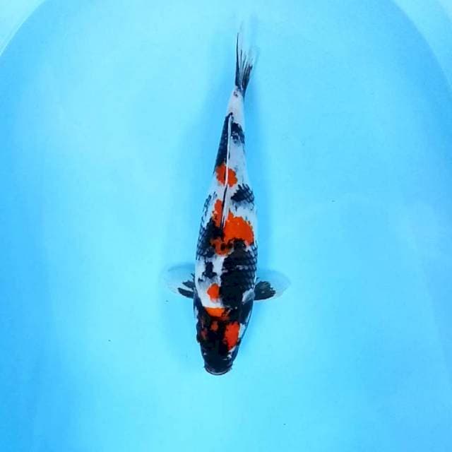 38cm # Maruten Showa