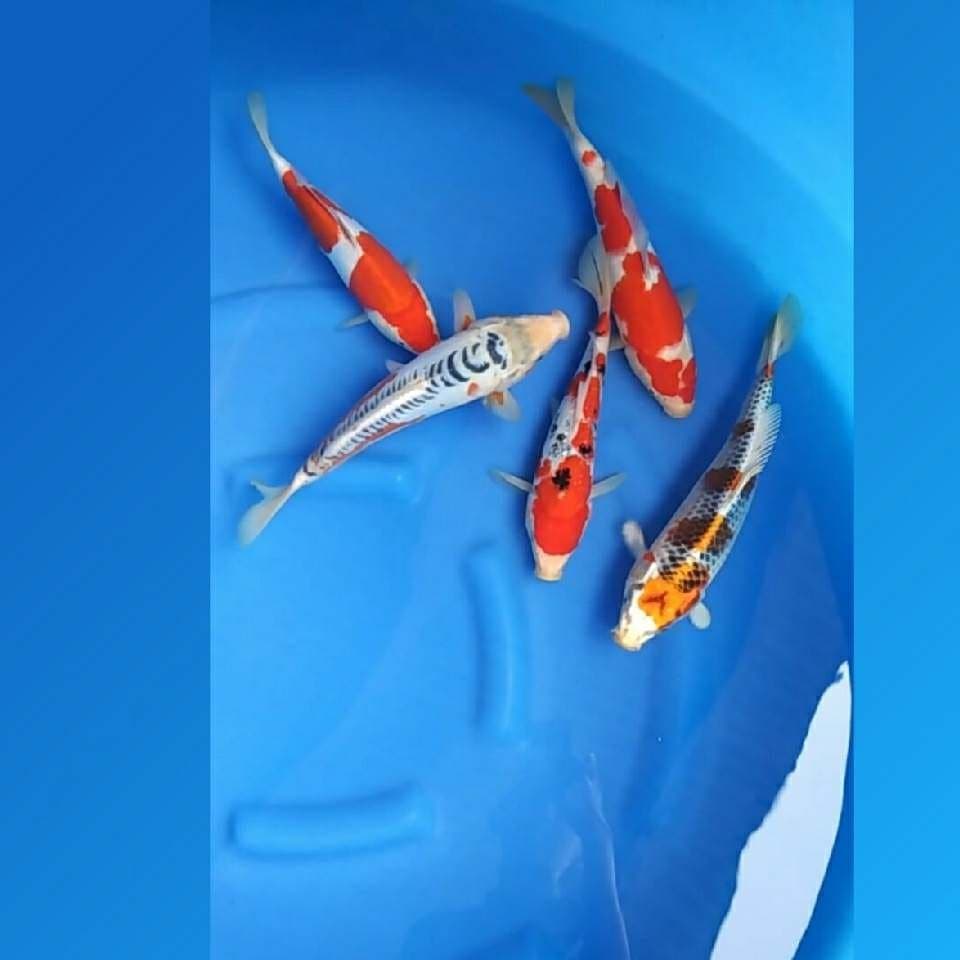 5 Grade A - Shusui ,Kohaku , Kinnginrin ,Kujaku ,Doitsu