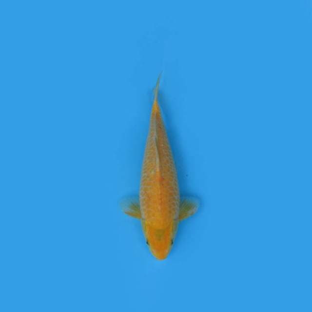 NEAR KOI - 27CM - KARASHI