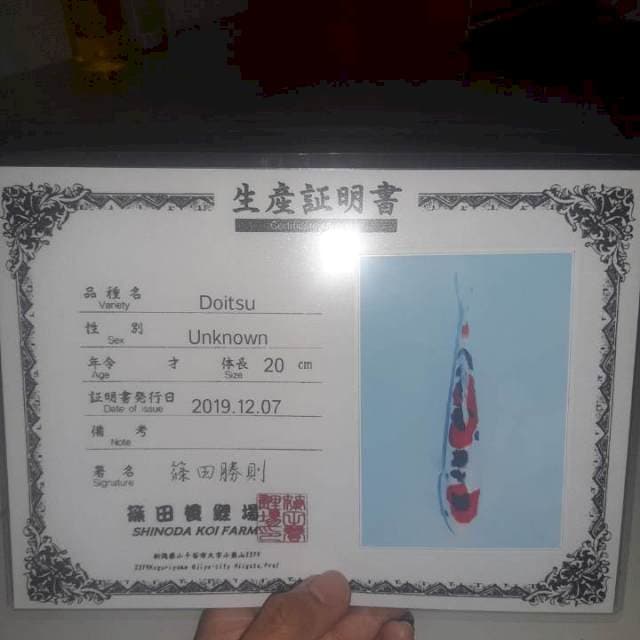Sanke doit import merah darah 25cm