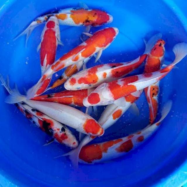 Mix koi 34cm-40cm 12 Ekr