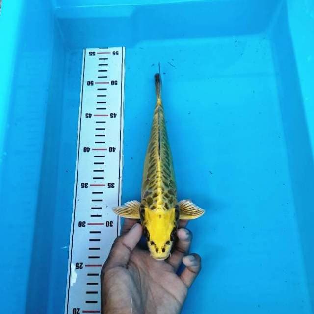 Yellow antik