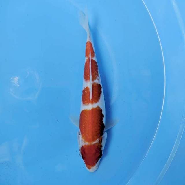 Kohaku , 23cm
