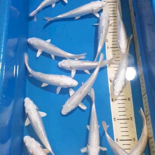 PLATINUM GINDRIN QUALITY 16-20 CM 15 EKOR