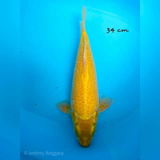 karashi black eye 34 cm