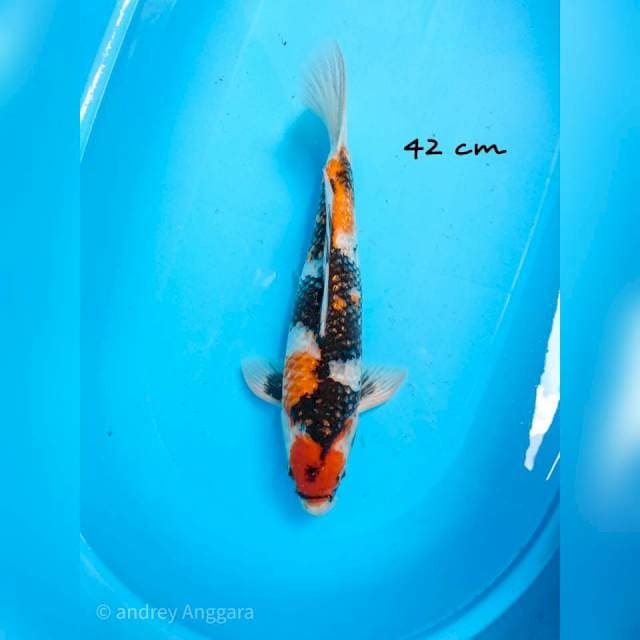 showa 42 cm
