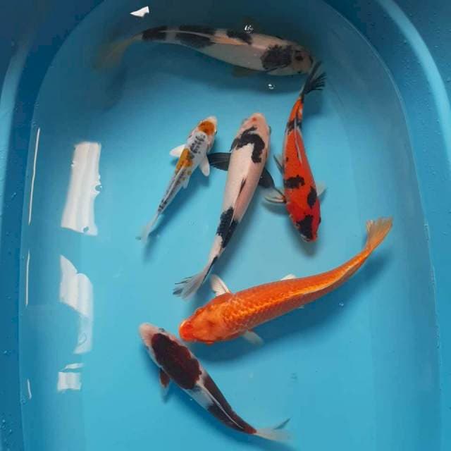 Mix koi 16cm - 32 cm
