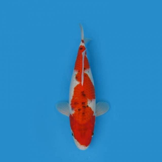 NEAR KOI - 42CM - GOSHIKI