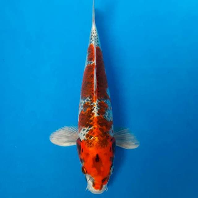 Kuhaku