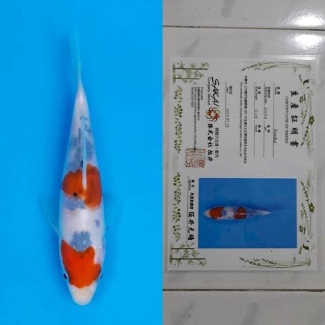 Sakai sanke 13cm serti