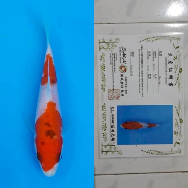 Sakai sanke 13cm serti