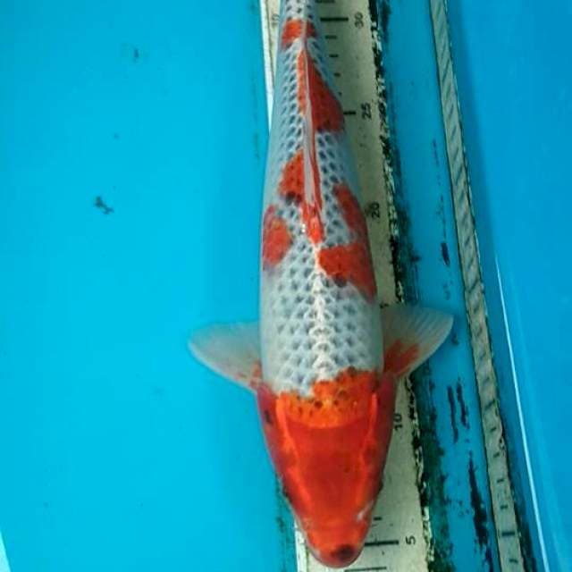Goshiki 33cm