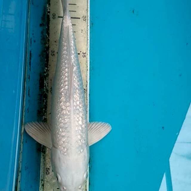 Platinum 26cm ginrin