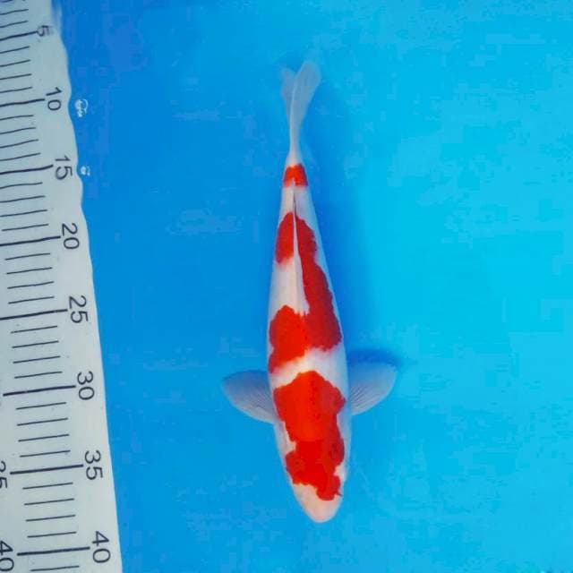 ENZO 1 - KOHAKU ®
