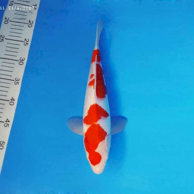 ENZO 6 - KOHAKU ®
