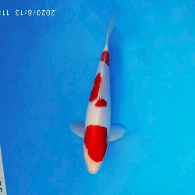 ENZO 10 - KOHAKU ®