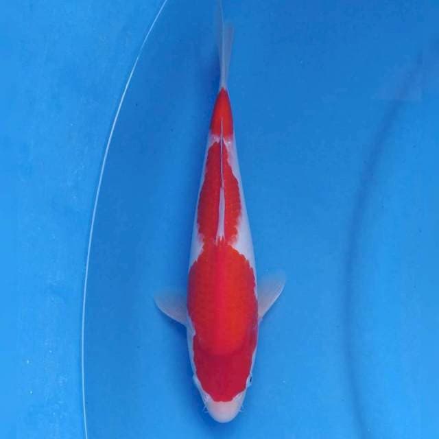 Genjiro Kohaku