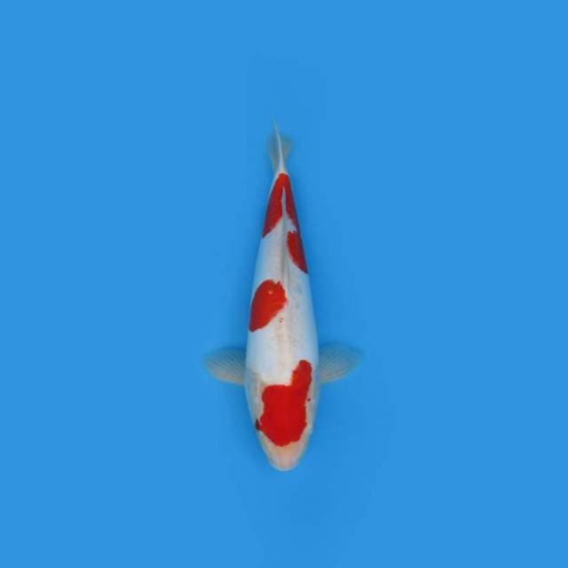 NEAR KOI - 40CM - KOHAKU