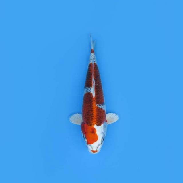 NEAR KOI - 31CM - KUJAKU