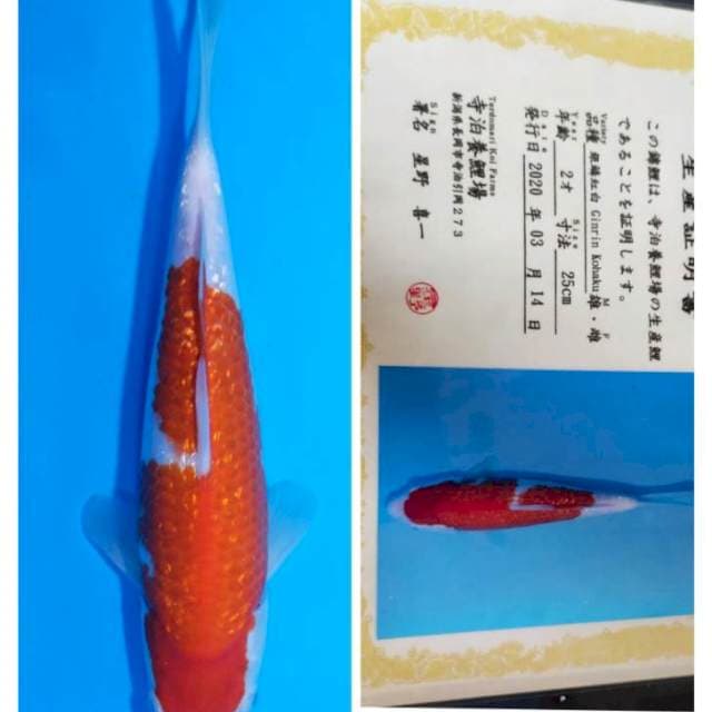 Kohaku ginrin teradomari