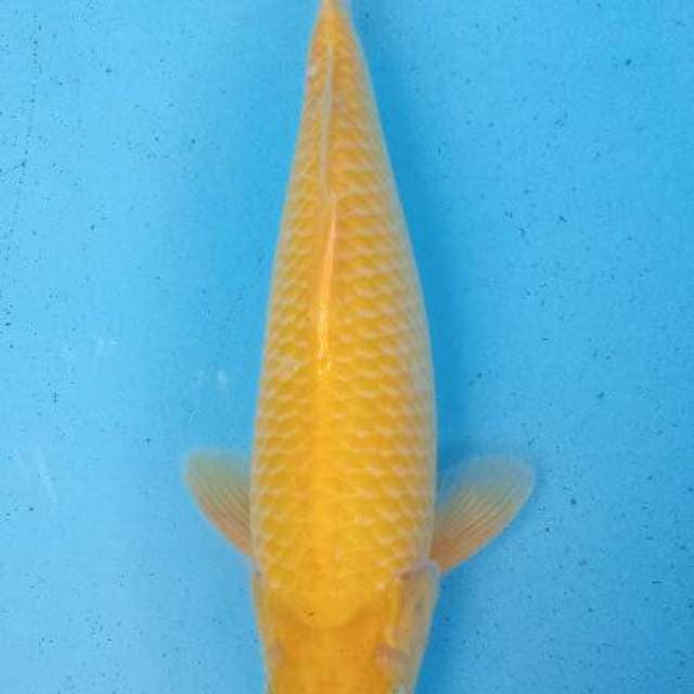 Karasi mata merah bulky