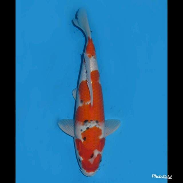 32cm , Oroginal Goshiki F1
