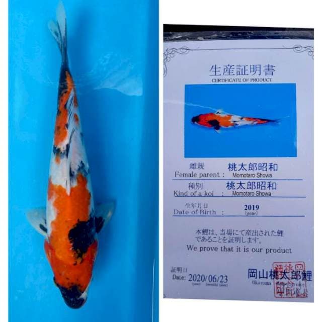 Showa Momotaro 30cm