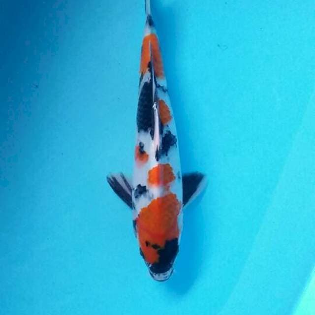 Showa 26cm