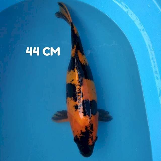 Kin utsuri HQ 44 cm, #2