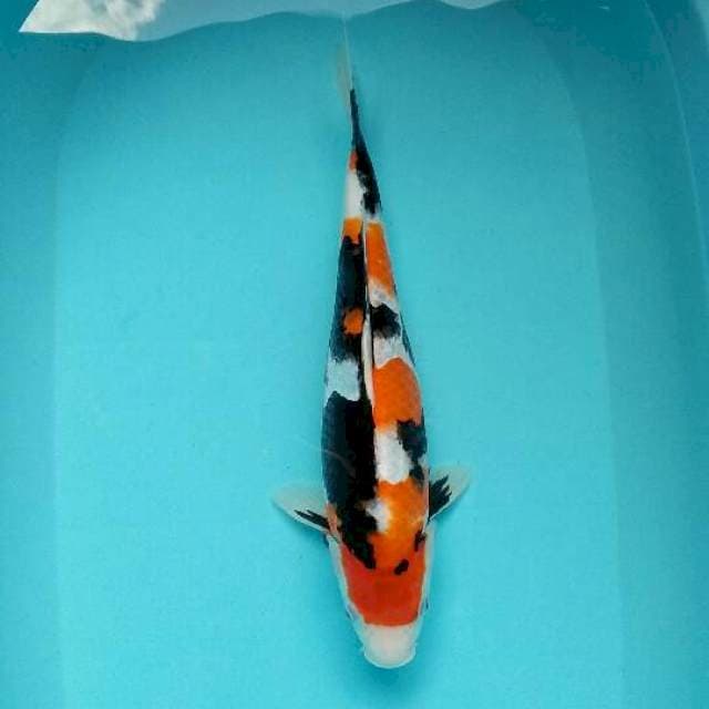 Showa sansoku
