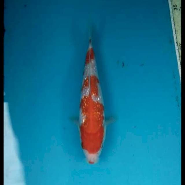 Ginrin Kohaku 16cm