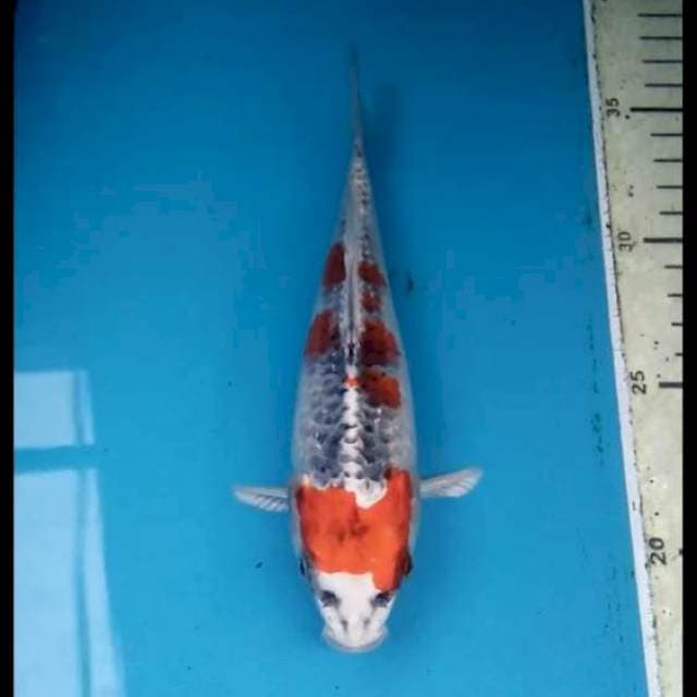 Kujaku 19cm