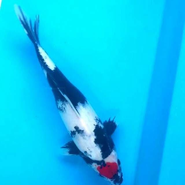 Tancho Showa 43cm bulki