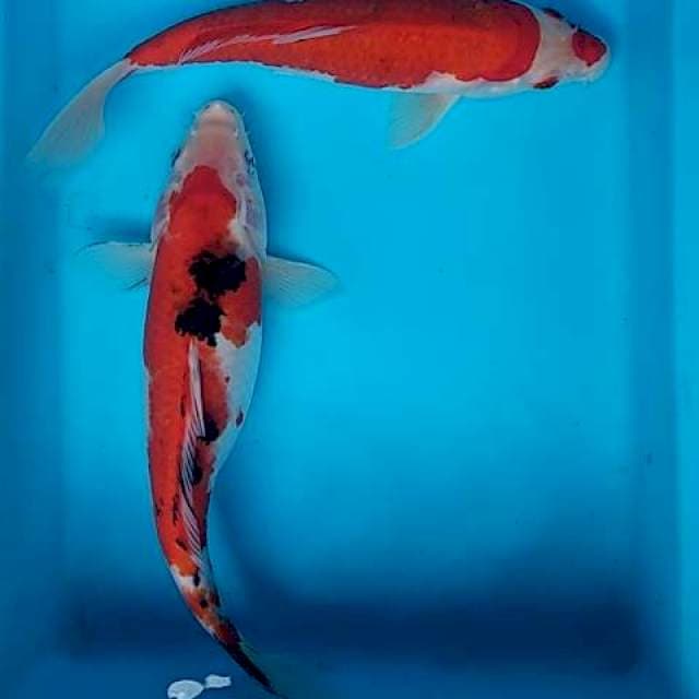 Kohaku sanke 29-30cm