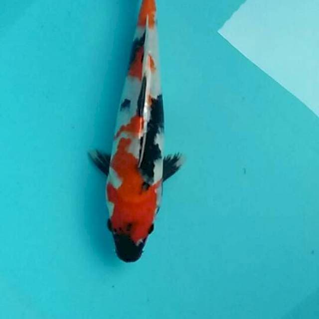 Showa 26cm