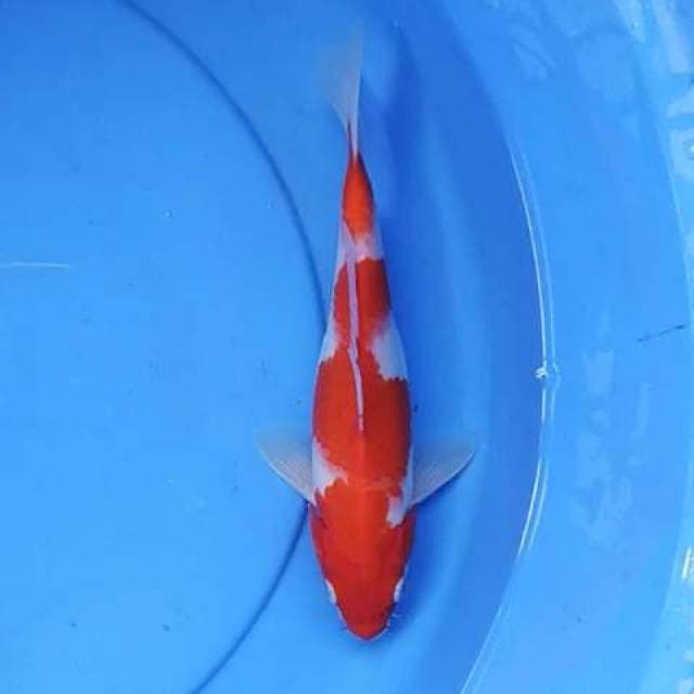 Inazuma kohaku 25 cm