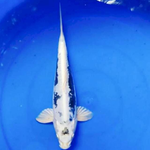 "JANAKA" Gin kumon LANGKA
