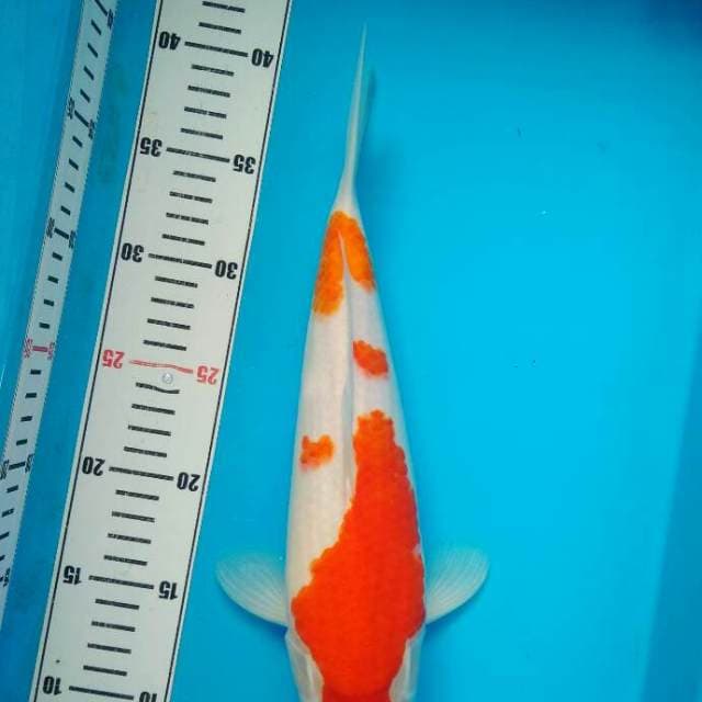 Kohaku HQ Bakat Jumbo