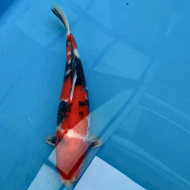 DAINICHI SHOWA 45bu