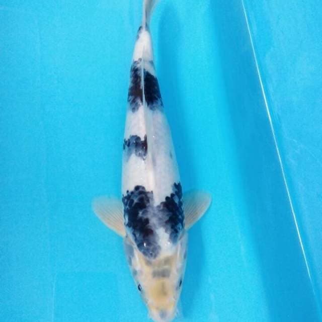 Siro tategoi