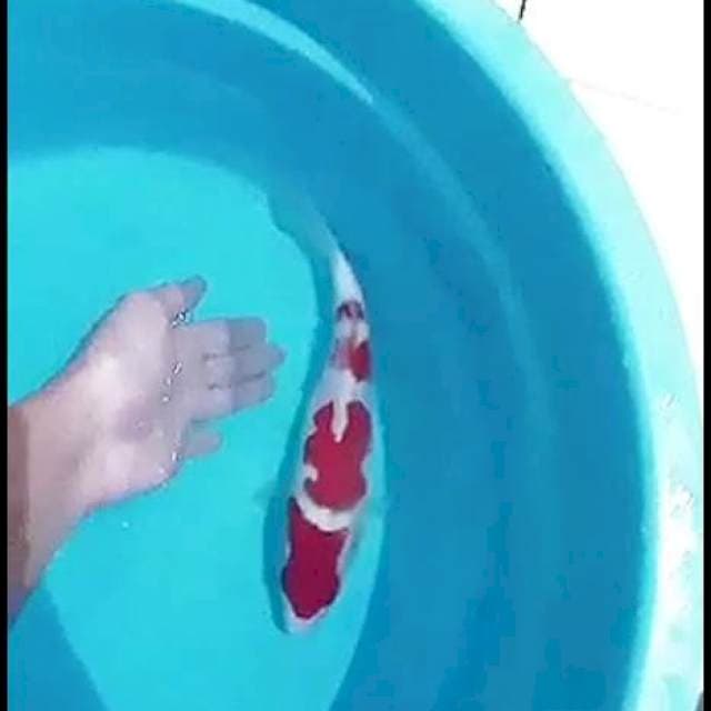 Gagal sold (kohaku female 30cm)